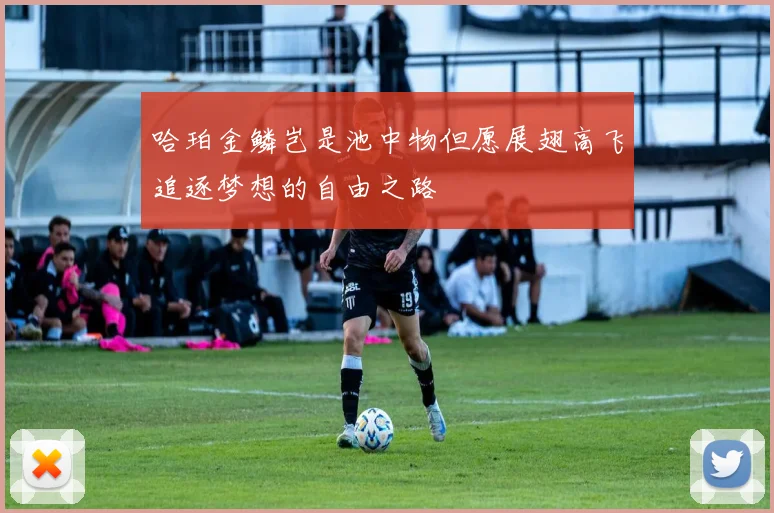 哈珀金鳞岂是池中物但愿展翅高飞追逐梦想的自由之路